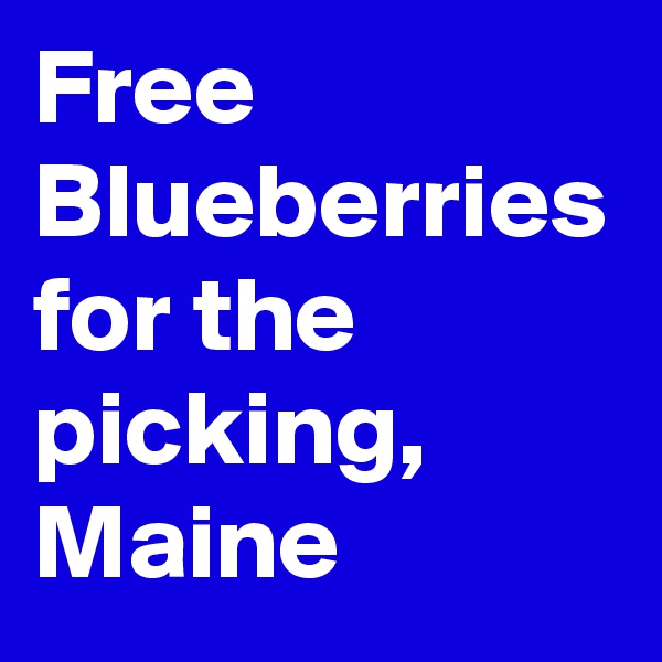 Free Blueberries for the picking, Maine