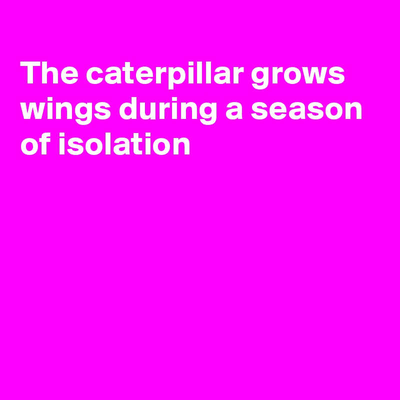 
The caterpillar grows
wings during a season 
of isolation





