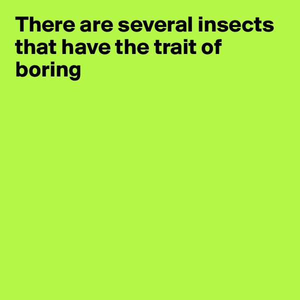There are several insects that have the trait of boring









