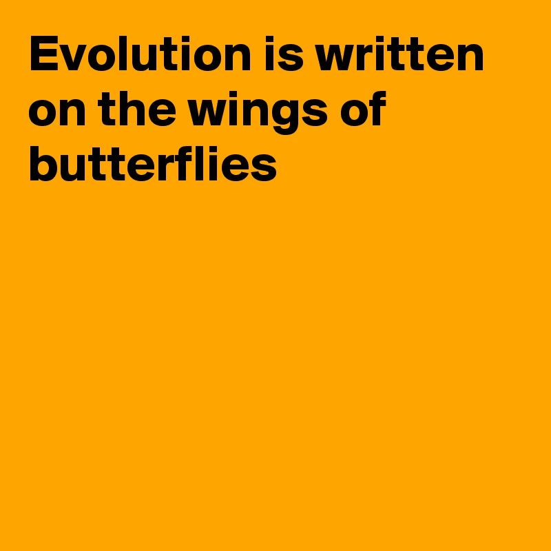 Evolution is written on the wings of butterflies






