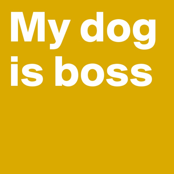 My dog is boss
