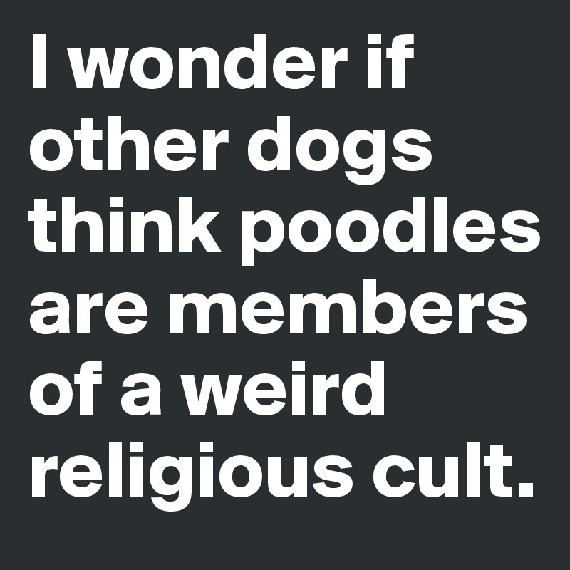 I wonder if other dogs think poodles are members of a weird religious cult.