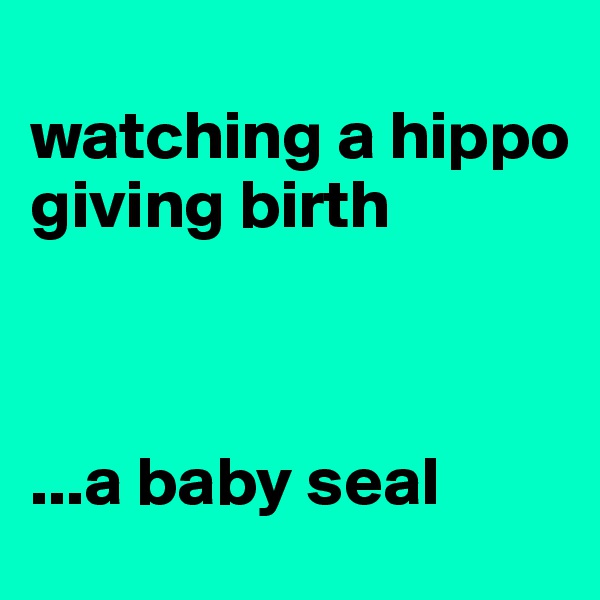 
watching a hippo 
giving birth



...a baby seal