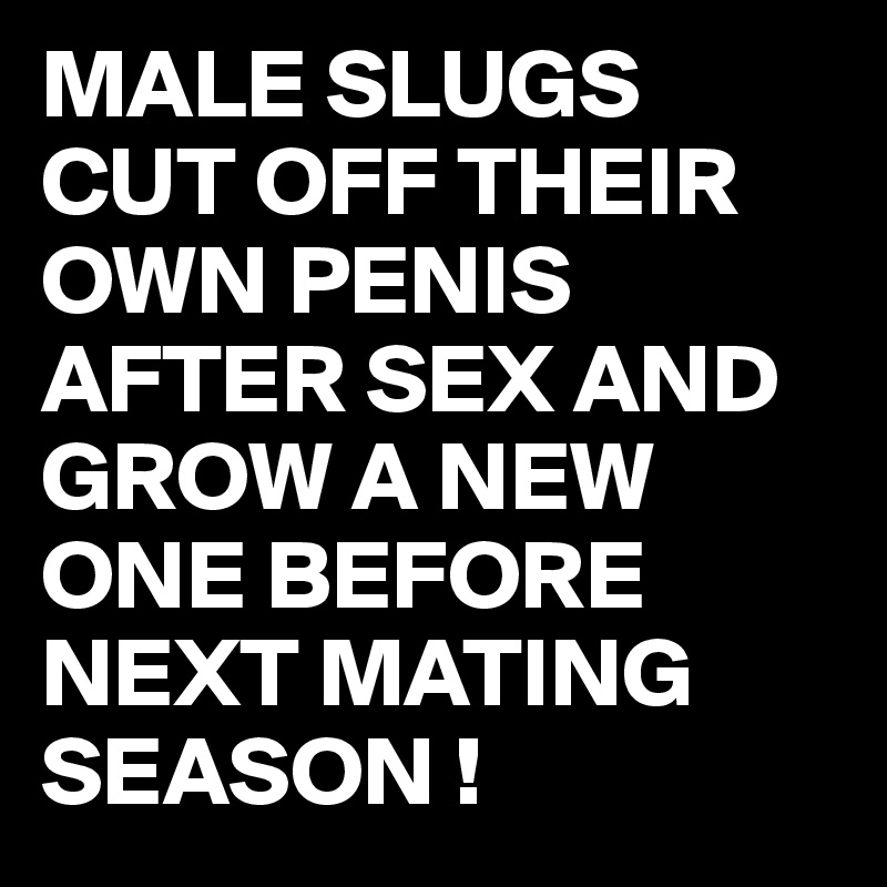 MALE SLUGS CUT OFF THEIR OWN PENIS AFTER SEX AND GROW A NEW ONE BEFORE NEXT MATING SEASON !