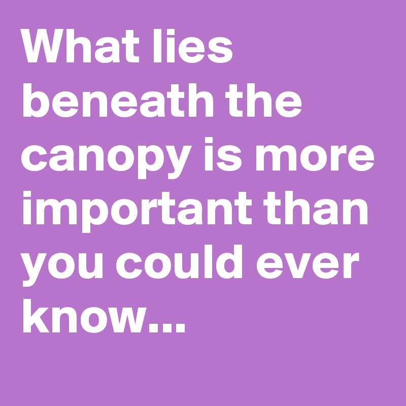 What lies beneath the canopy is more important than you could ever know...