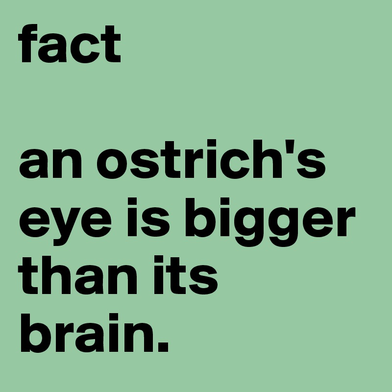 fact

an ostrich's eye is bigger than its brain.