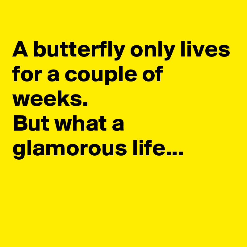 
A butterfly only lives for a couple of weeks.
But what a glamorous life...


