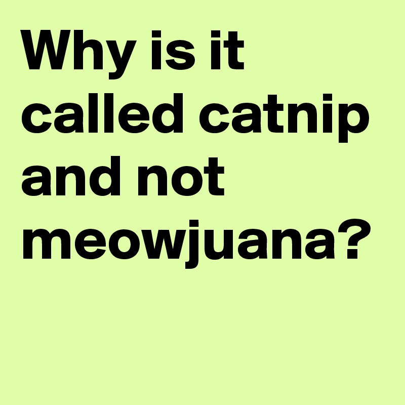 Why is it called catnip and not meowjuana?