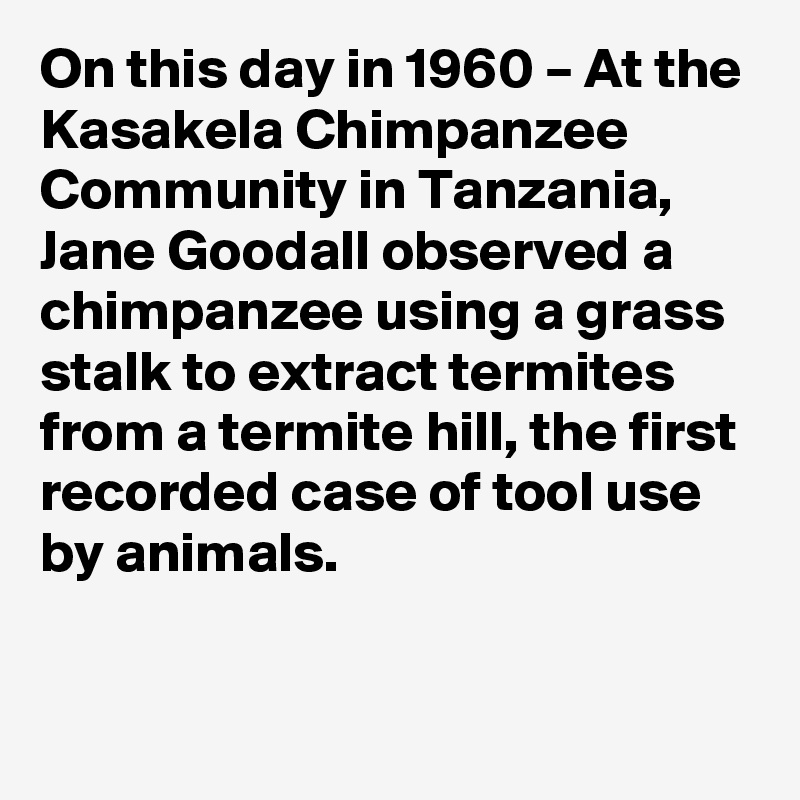 On this day in 1960 – At the Kasakela Chimpanzee Community in Tanzania, Jane Goodall observed a chimpanzee using a grass stalk to extract termites from a termite hill, the first recorded case of tool use by animals.