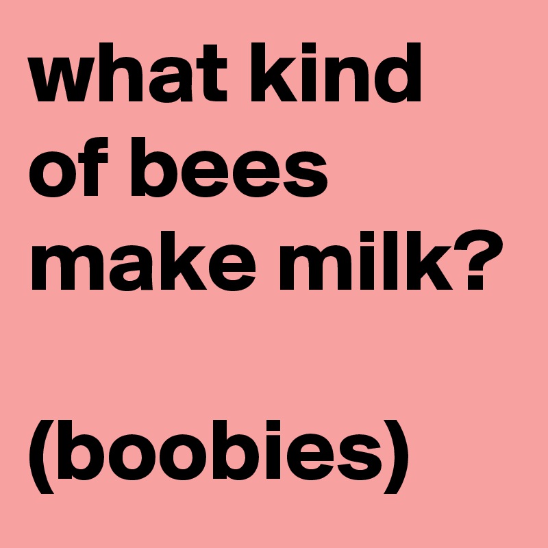 what kind of bees make milk?

(boobies)