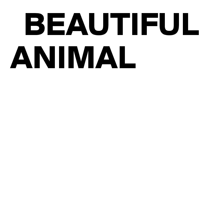   BEAUTIFUL      ANIMAL


