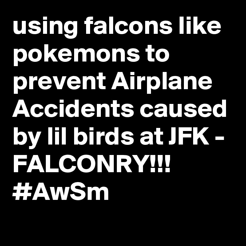 using falcons like pokemons to prevent Airplane Accidents caused by lil birds at JFK - FALCONRY!!! #AwSm