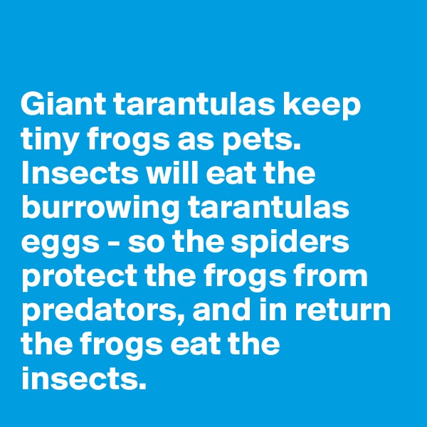 

Giant tarantulas keep tiny frogs as pets. Insects will eat the burrowing tarantulas eggs - so the spiders protect the frogs from predators, and in return the frogs eat the insects.