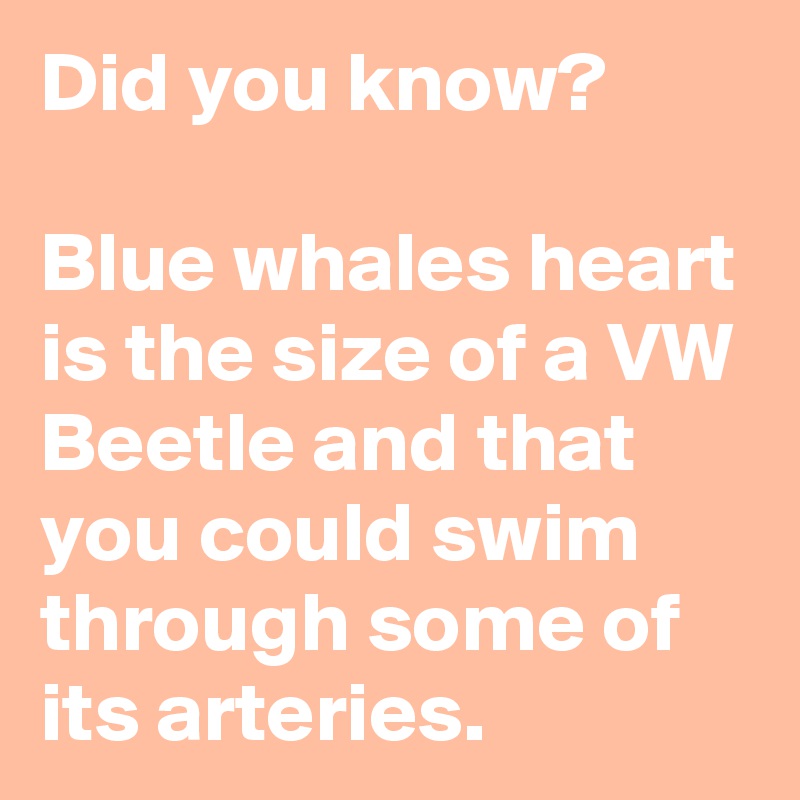 Did you know? Blue whales heart is the size of a VW Beetle and that you