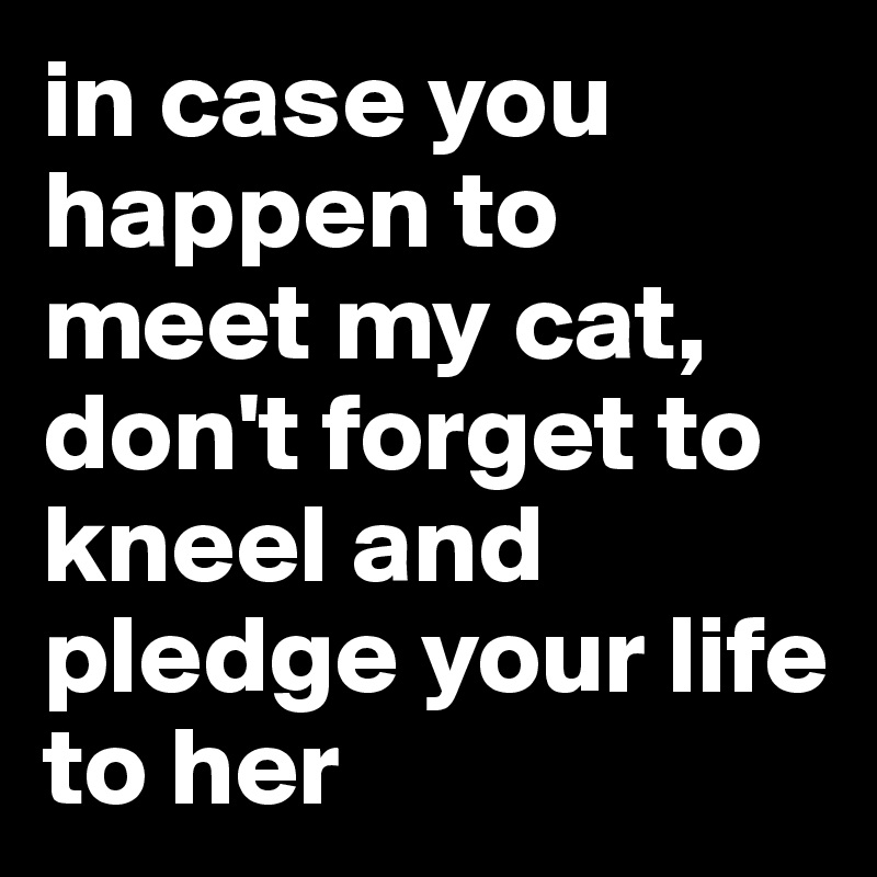 in case you happen to meet my cat, don't forget to kneel and pledge your life to her