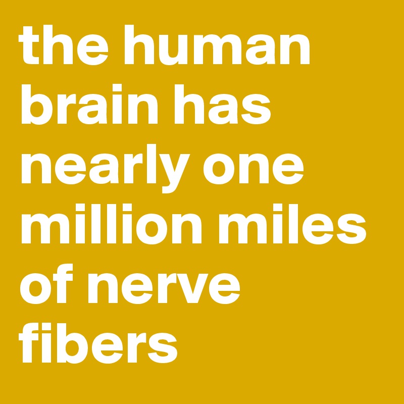 the human brain has nearly one million miles of nerve fibers