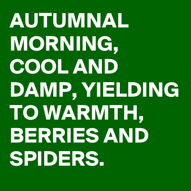 AUTUMNAL MORNING, COOL AND DAMP, YIELDING TO WARMTH, BERRIES AND SPIDERS.