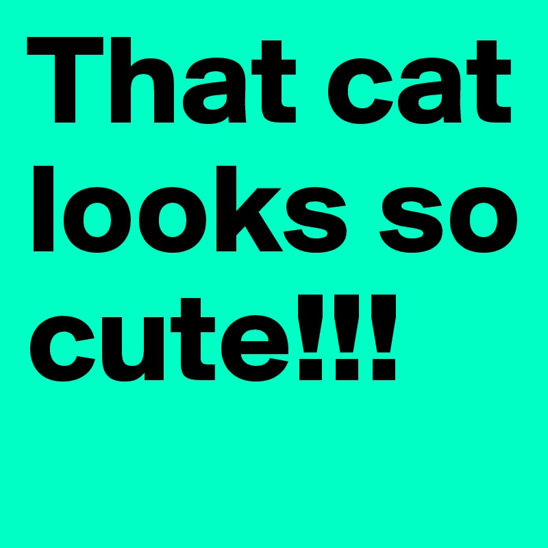 That cat looks so cute!!!