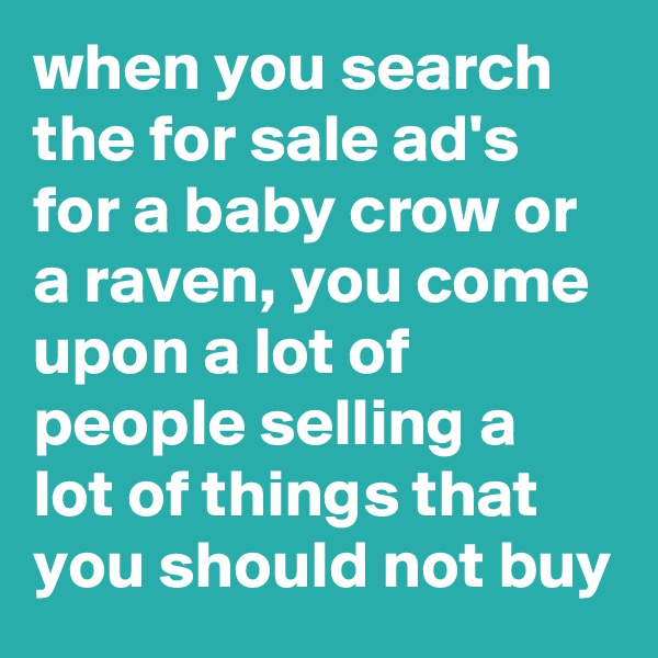 when you search the for sale ad's for a baby crow or a raven, you come upon a lot of people selling a lot of things that you should not buy
