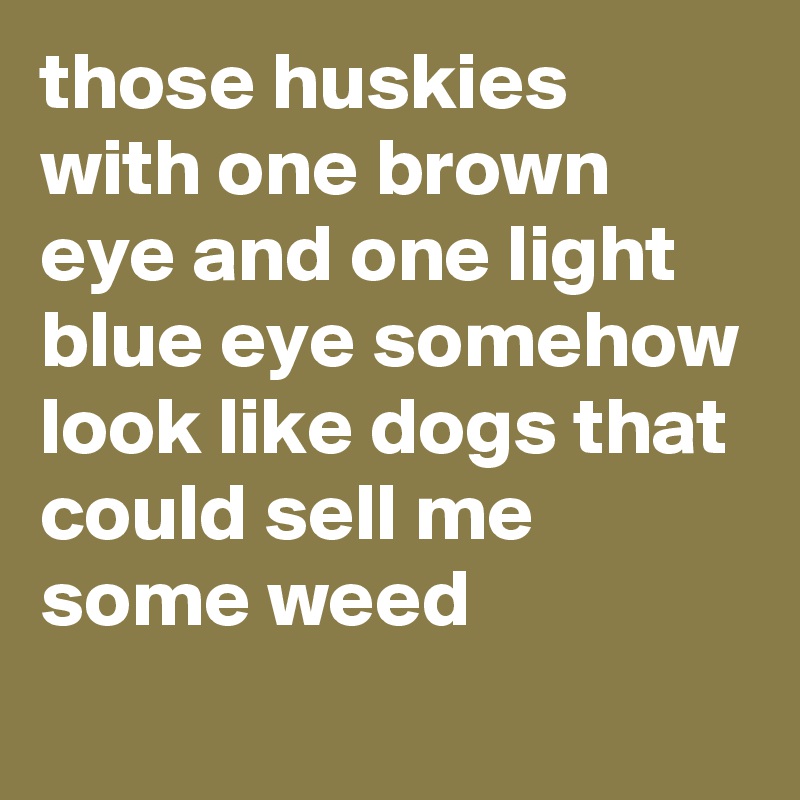 those huskies with one brown eye and one light blue eye somehow look like dogs that could sell me some weed