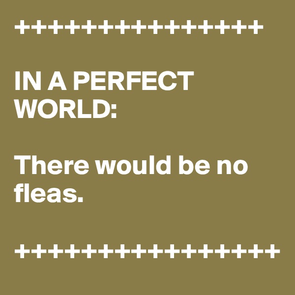 +++++++++++++++

IN A PERFECT WORLD:

There would be no fleas.

++++++++++++++++