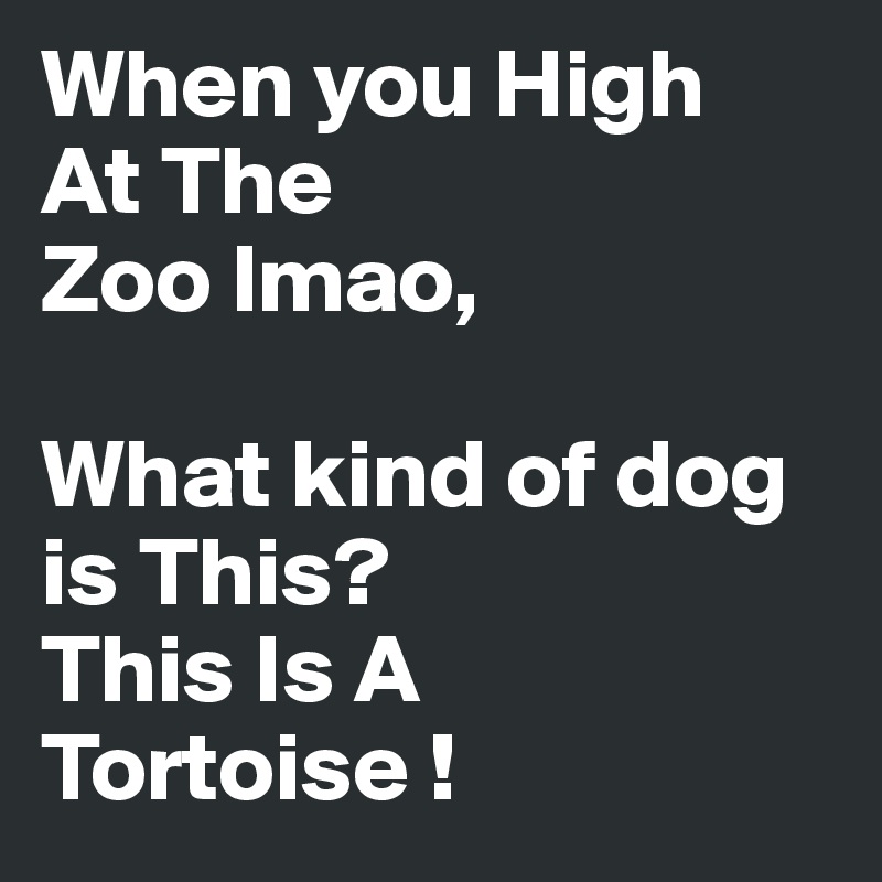 When you High
At The 
Zoo lmao,

What kind of dog is This?
This Is A Tortoise !