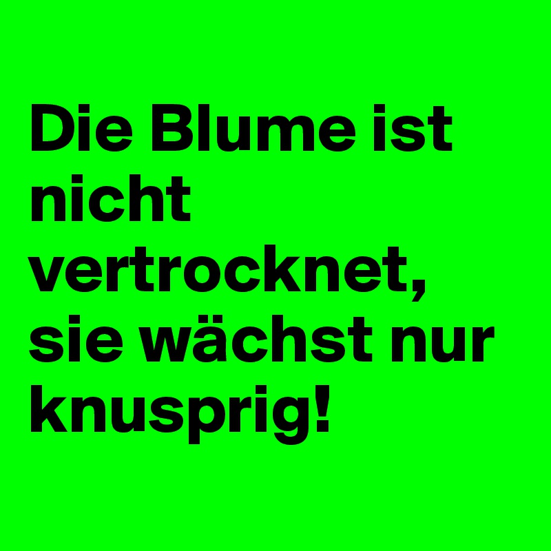 
Die Blume ist nicht vertrocknet, sie wächst nur knusprig!
