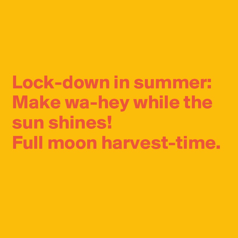 


Lock-down in summer:
Make wa-hey while the sun shines!
Full moon harvest-time.


