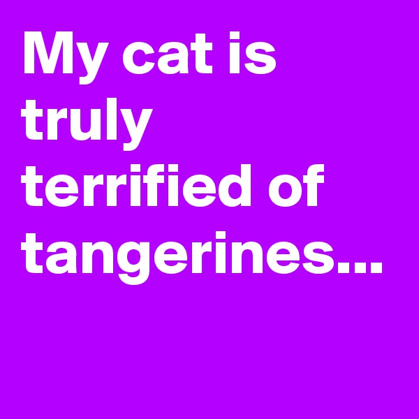 My cat is truly terrified of tangerines... 