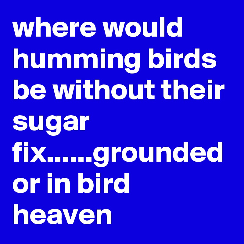 where would humming birds be without their sugar fix......grounded or in bird heaven