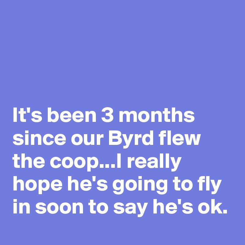 



It's been 3 months since our Byrd flew the coop...I really hope he's going to fly in soon to say he's ok.