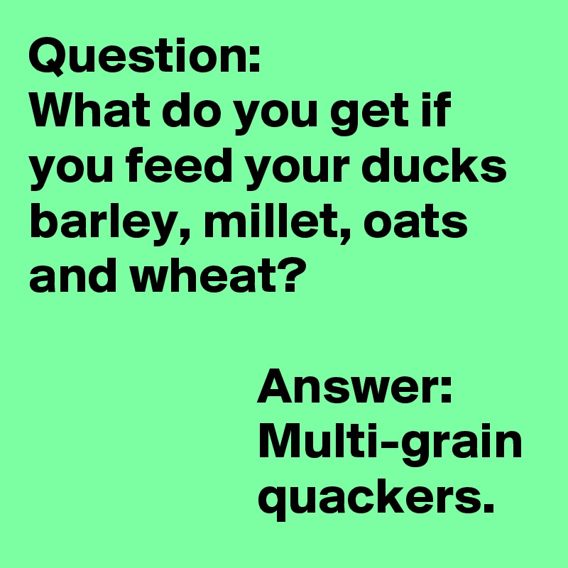 Question:
What do you get if you feed your ducks barley, millet, oats and wheat?

                      Answer:
                      Multi-grain
                      quackers.
