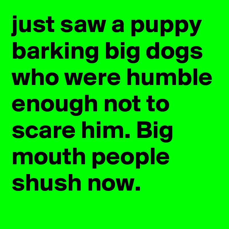 just saw a puppy barking big dogs who were humble enough not to scare him. Big mouth people shush now. 
