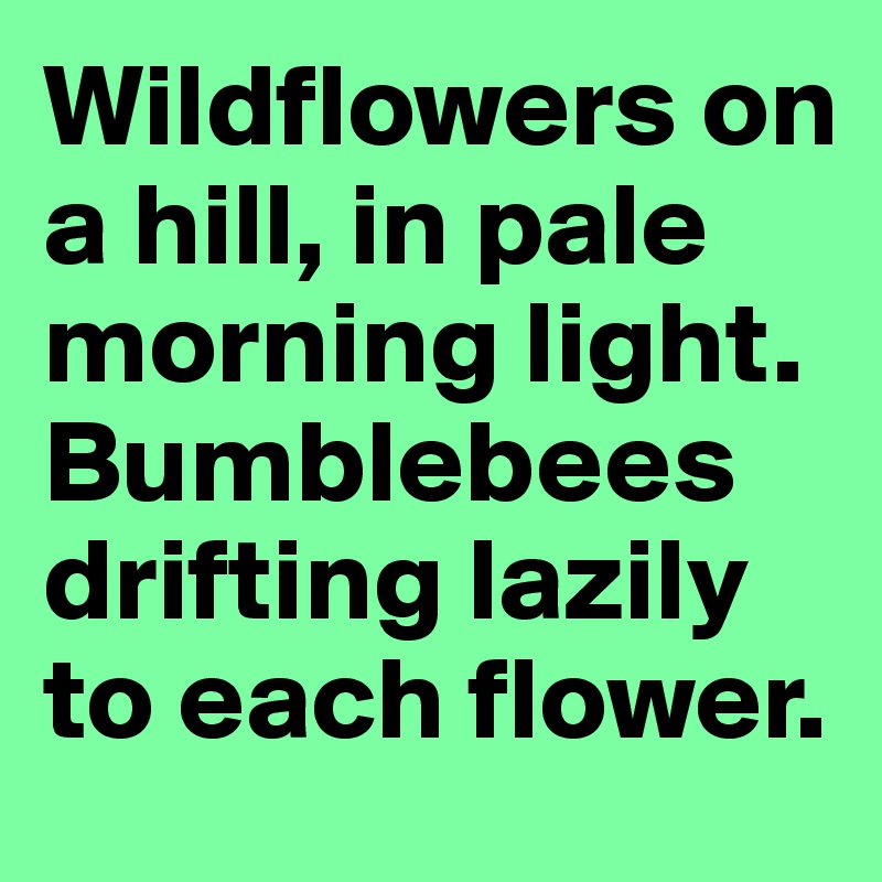 Wildflowers on a hill, in pale morning light. Bumblebees drifting lazily to each flower.