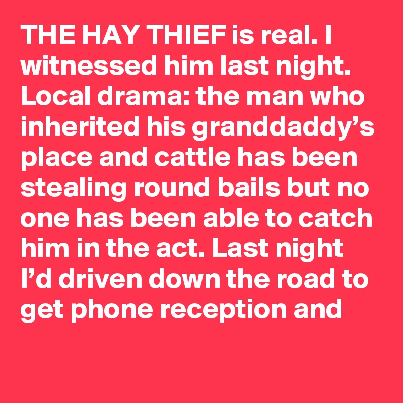 THE HAY THIEF is real. I witnessed him last night. Local drama: the man who inherited his granddaddy’s place and cattle has been stealing round bails but no one has been able to catch him in the act. Last night I’d driven down the road to get phone reception and