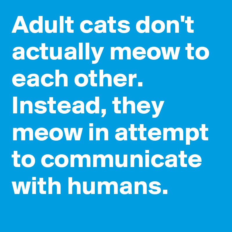 Adult cats don't actually meow to each other. Instead, they meow in attempt to communicate with humans.