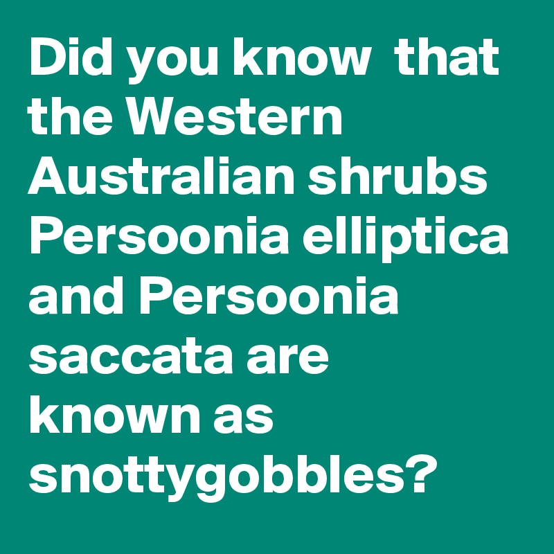 Did you know that the Western Australian shrubs Persoonia elliptica and ...