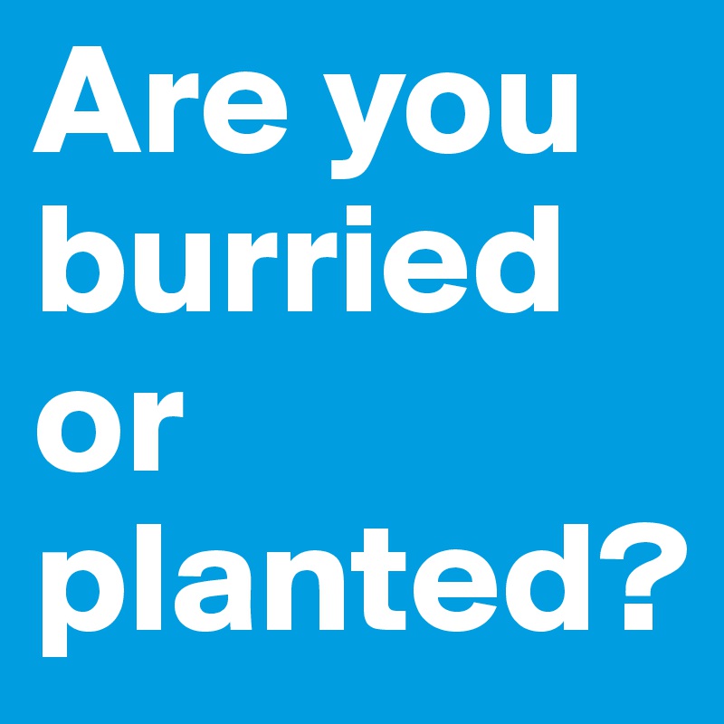 Are you burried or planted?