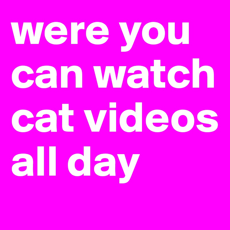 were you can watch cat videos all day
