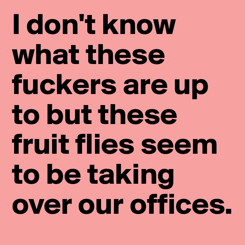 I don't know what these fuckers are up to but these fruit flies seem to be taking over our offices.