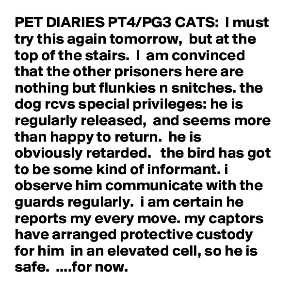 PET DIARIES PT4/PG3 CATS:  I must try this again tomorrow,  but at the top of the stairs.  I  am convinced that the other prisoners here are nothing but flunkies n snitches. the dog rcvs special privileges: he is regularly released,  and seems more than happy to return.  he is obviously retarded.   the bird has got to be some kind of informant. i observe him communicate with the guards regularly.  i am certain he reports my every move. my captors have arranged protective custody for him  in an elevated cell, so he is safe.  ....for now.