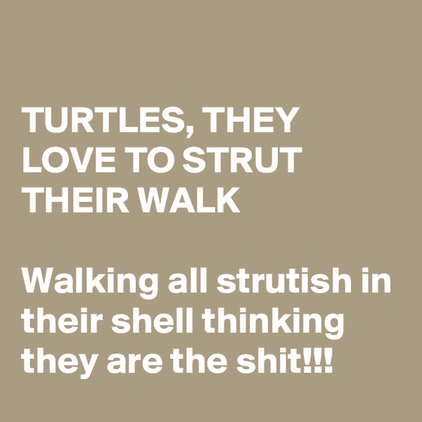 

TURTLES, THEY  
LOVE TO STRUT THEIR WALK

Walking all strutish in their shell thinking they are the shit!!!