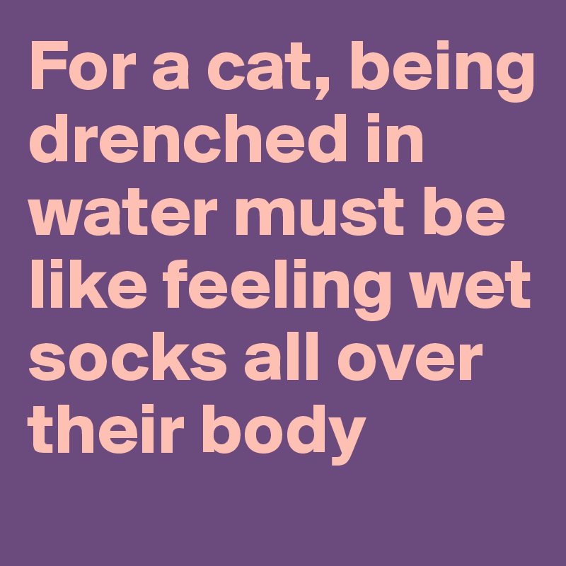 For a cat, being drenched in water must be like feeling wet socks all over their body