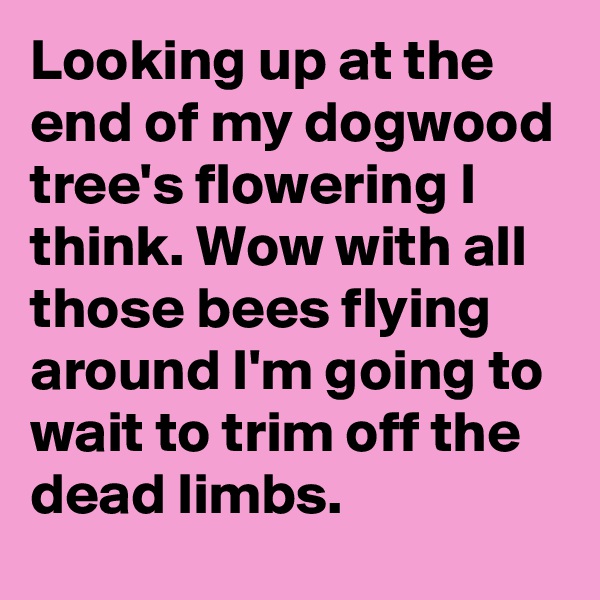 Looking up at the end of my dogwood tree's flowering I think. Wow with all those bees flying around I'm going to wait to trim off the dead limbs.