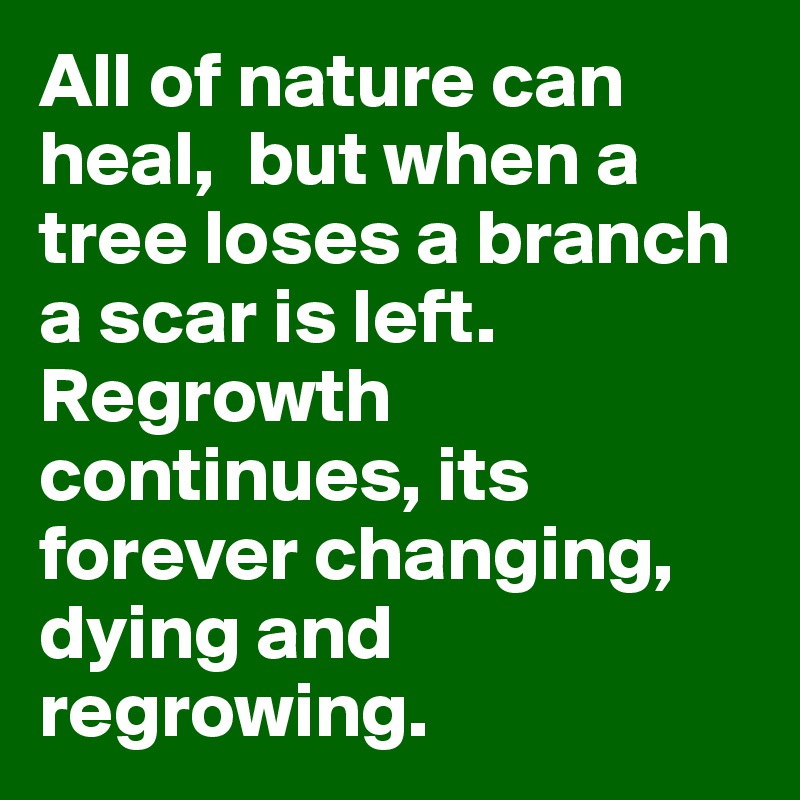 All of nature can heal,  but when a tree loses a branch a scar is left. Regrowth continues, its forever changing, dying and regrowing.