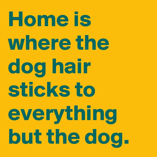 Home is where the dog hair sticks to everything but the dog.