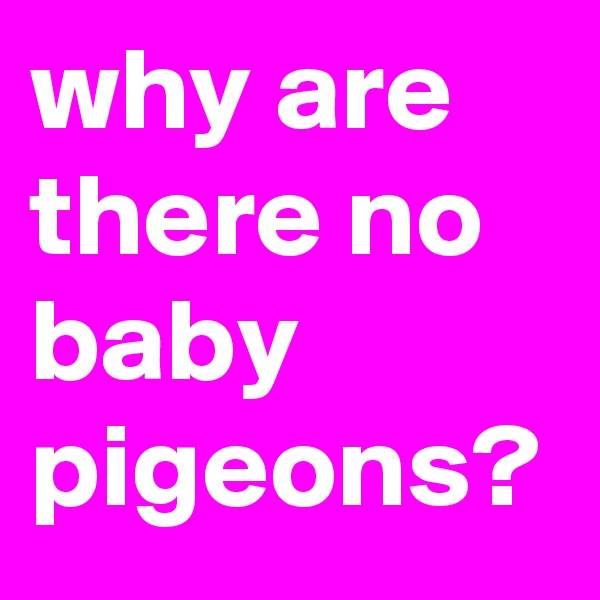 why are there no baby pigeons?