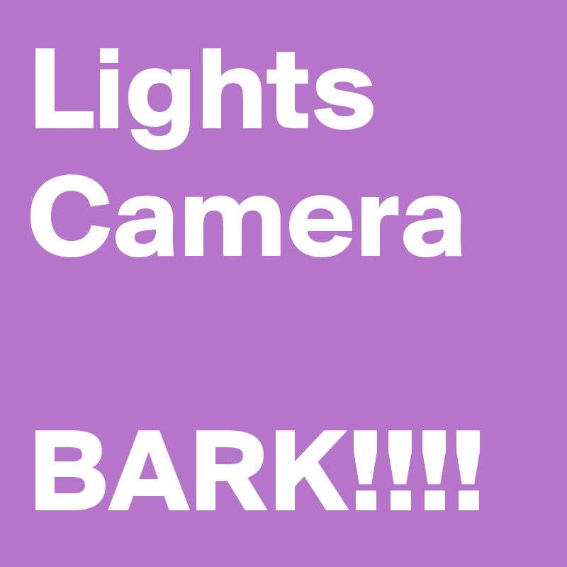 Lights
Camera

BARK!!!!