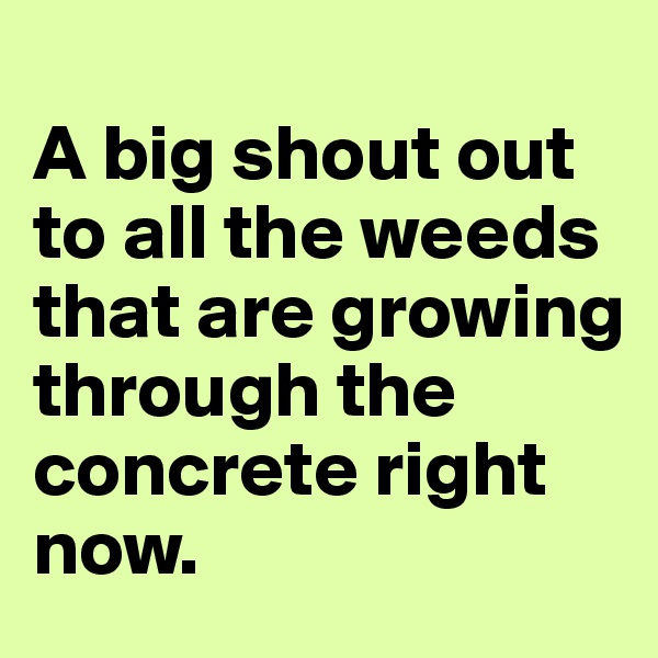 
A big shout out to all the weeds that are growing through the concrete right now.