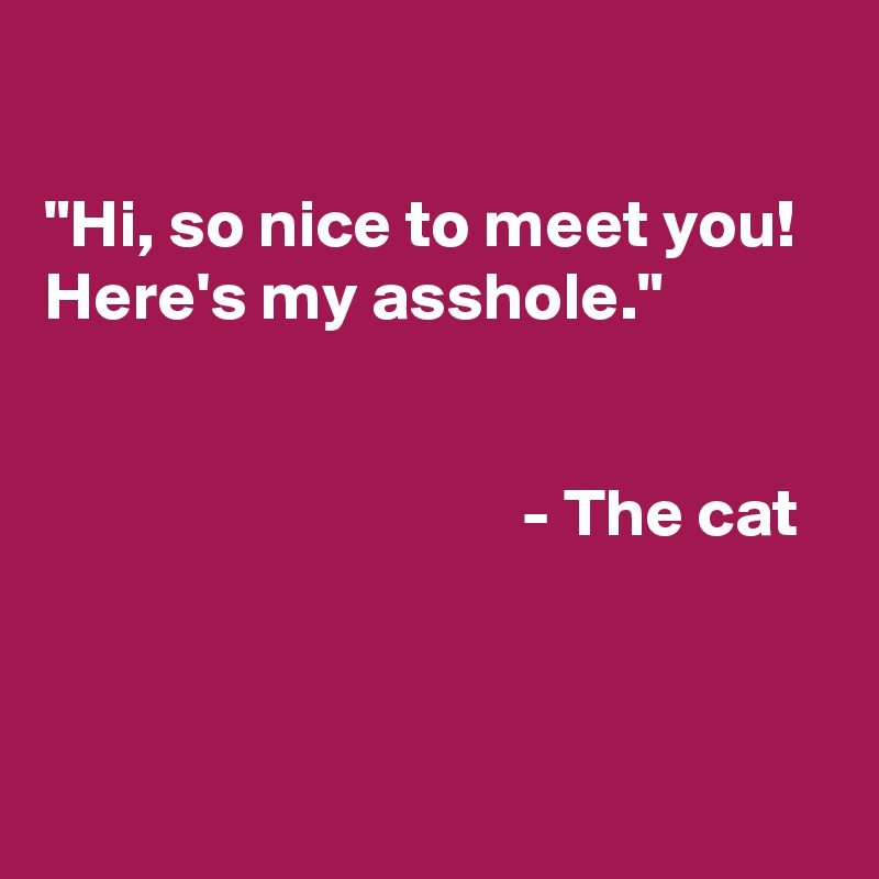 

"Hi, so nice to meet you! 
Here's my asshole."


                                   - The cat


